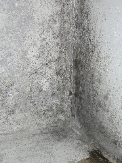 Vägg med mögel och fuktfläckar i ett hörn, grå och svart missfärgning.