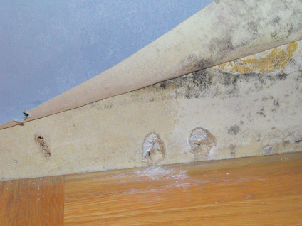 Uppvikt tapet visar mögelfläckar och hål i väggen nära ett golv av trä.