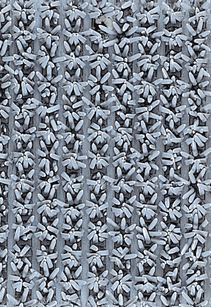 8094474.jpg
