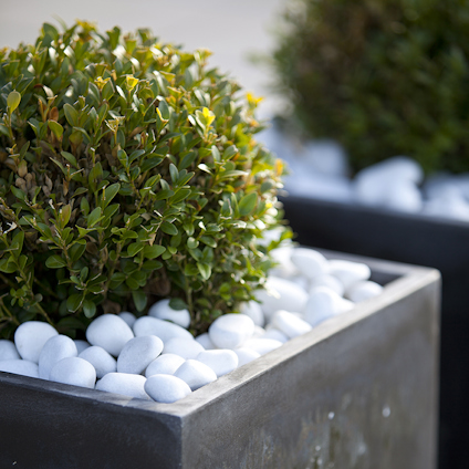 Grön buske i en rektangulär kruka täckt med vita dekorationsstenar.