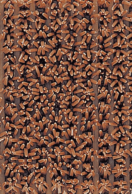 8247592.jpg